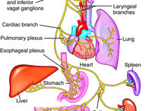 Understanding Your Nervous System: How the Sympathetic & Parasympathetic Systems Guide Healing