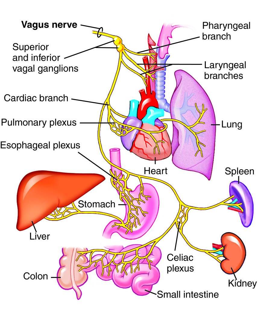 Illustration of the vagus nerve and its branches, highlighting connections to the heart, lungs, liver, stomach, and intestines, with labels for superior and inferior vagal ganglions and various plexuses.