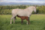 Mother Horse & Foal