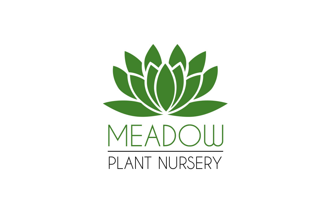 Lavender Plant | Meadow Plant Nursery