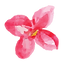 Flor-fucsia-.png
