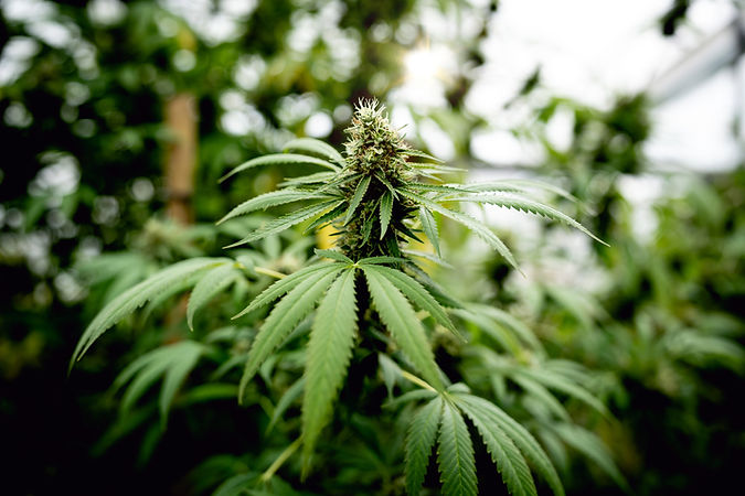 close-up-photo-of-marijuana-plants-at-indoor-canna-2025-01-10-11-11-45-utc.jpg