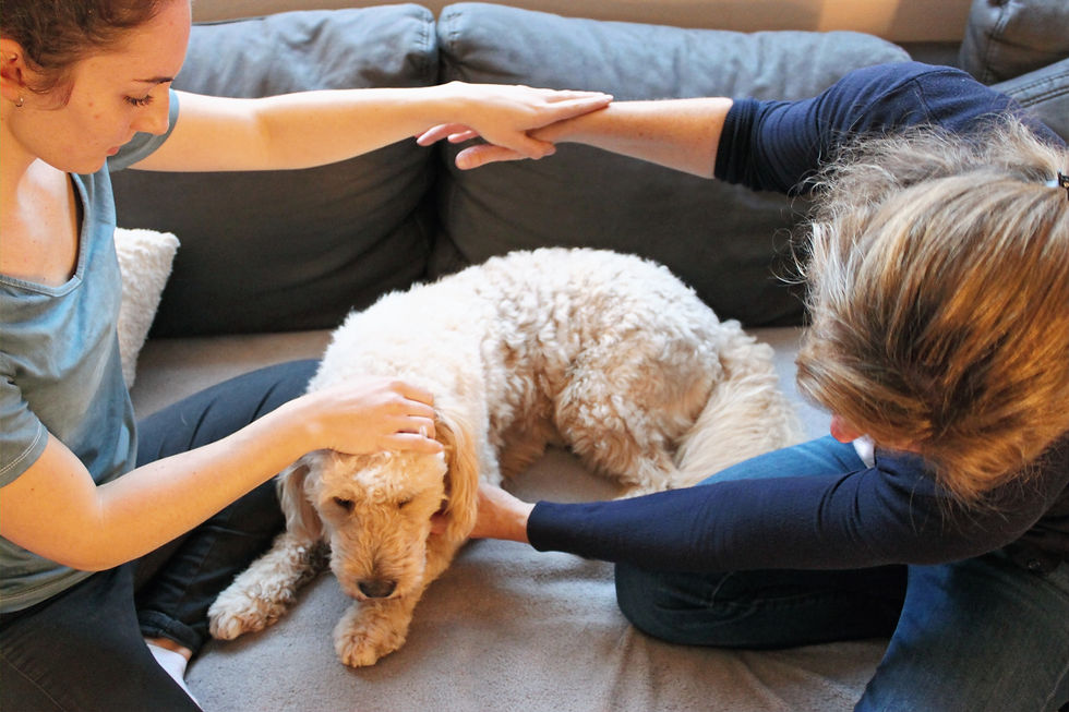 Kinesiologie beim Hund durch Tierheilpraktikerin Lisa Huth - ganzheitliche Tiertherapie, Futtermittelaustestung und Gesundheitsbegleitung zur Unterstützung von Gesundheit und Wohlbefinden.