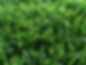 zoysia 2 .png