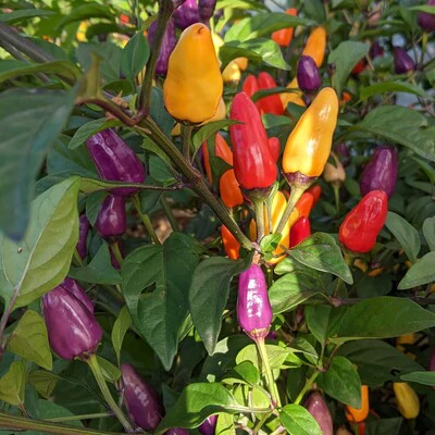 Piments forts Chinese Five Colors - 12 unités