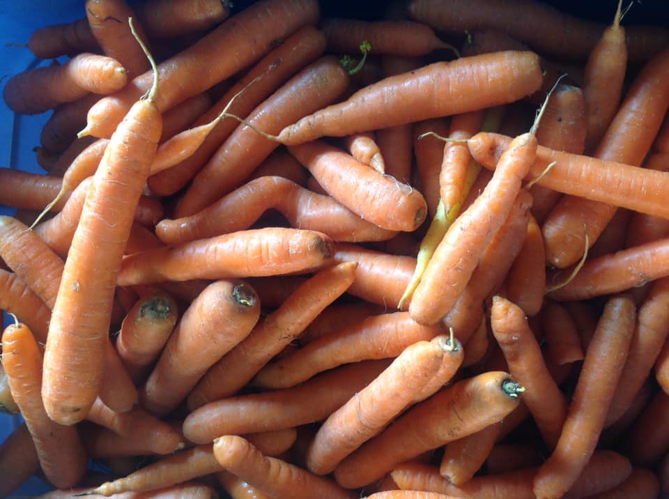 Carottes oranges de conservation - 5 lbs