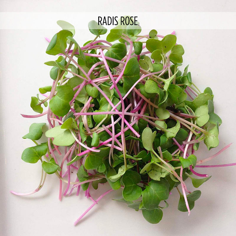 Micro-pousses de radis rose - 65g
