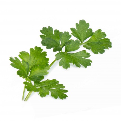 Persil plat (italien) frais - 1 botte
