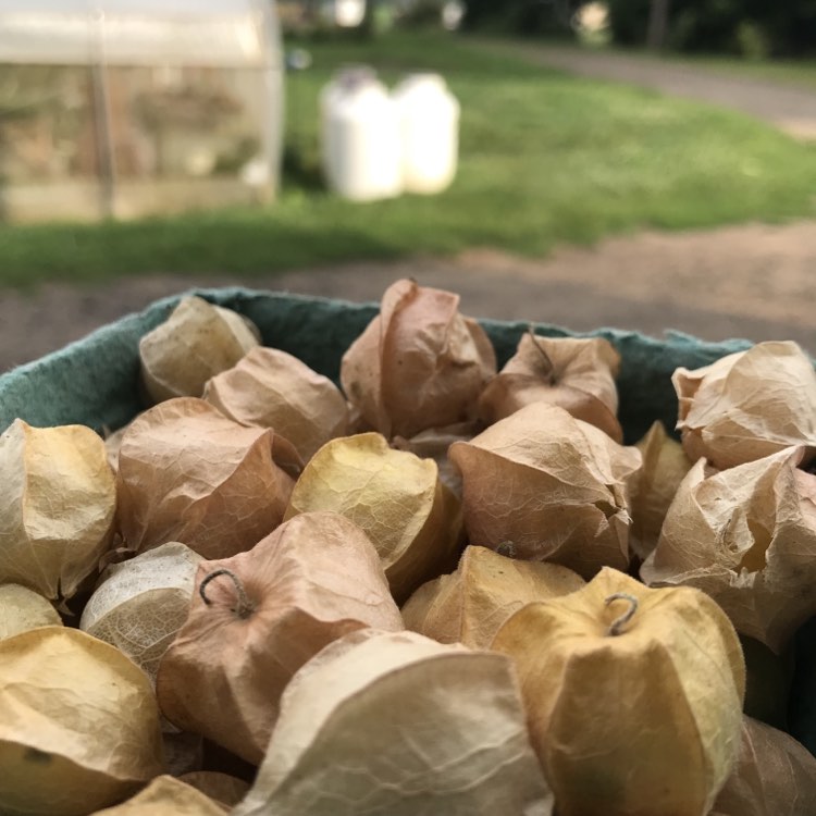 Cerises de terre NON TRIÉES - 3 lbs