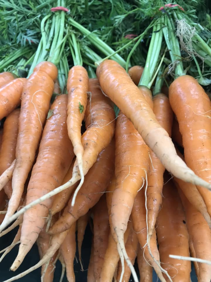 Carottes de conservation - 10lbs
