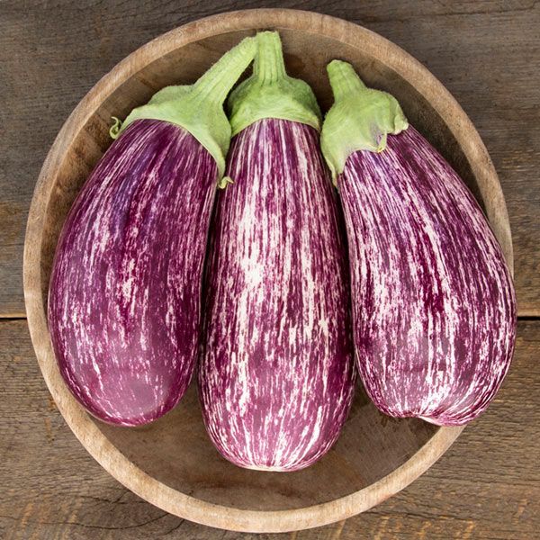 Aubergine Anina - 1 unité