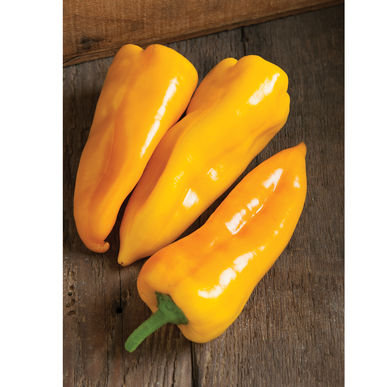 Poivron jaune Escamillo - 1lb