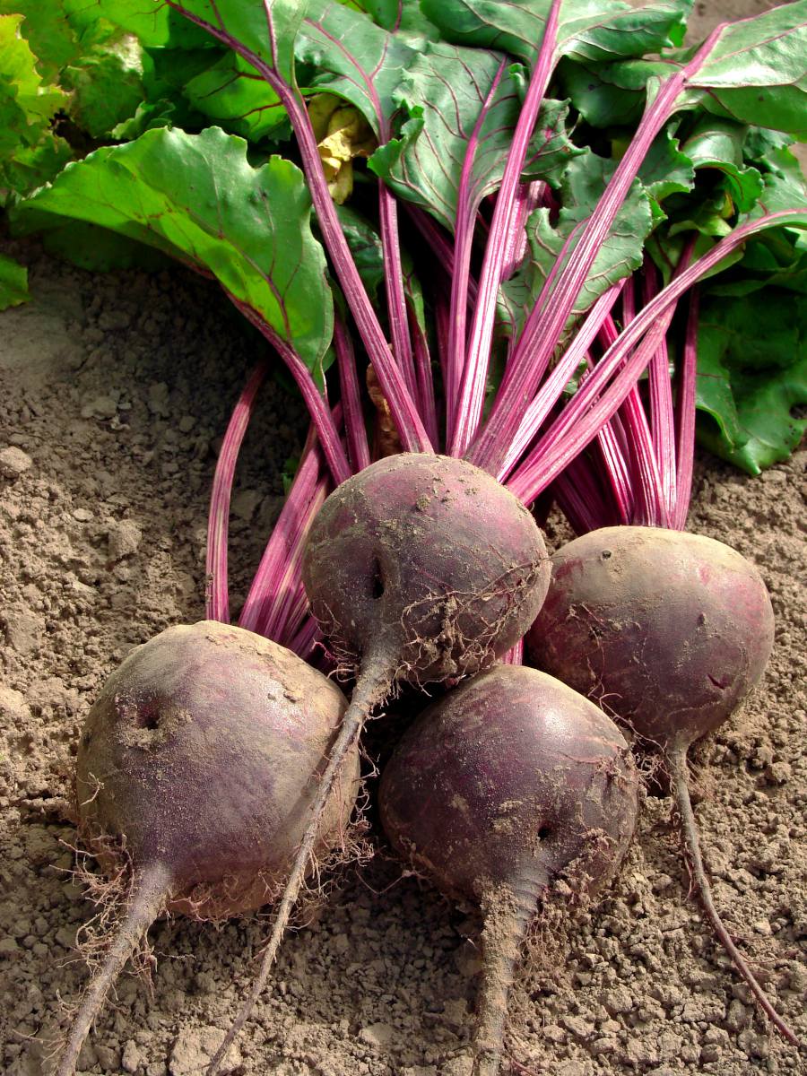 Betteraves rouges - 5lbs