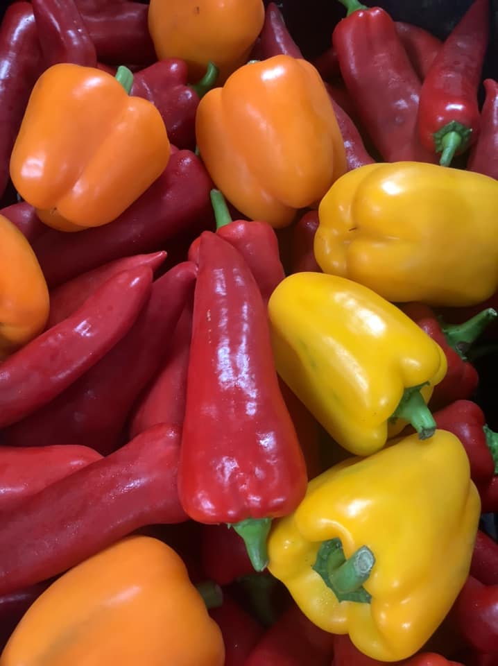 Poivrons de couleurs variées À RABAIS - 4lbs
