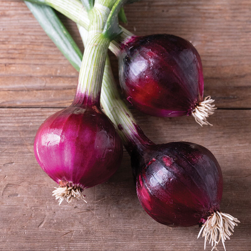 Oignons rouges Red Spring - 2,5lbs