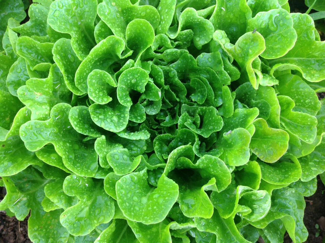 Laitue frisée verte