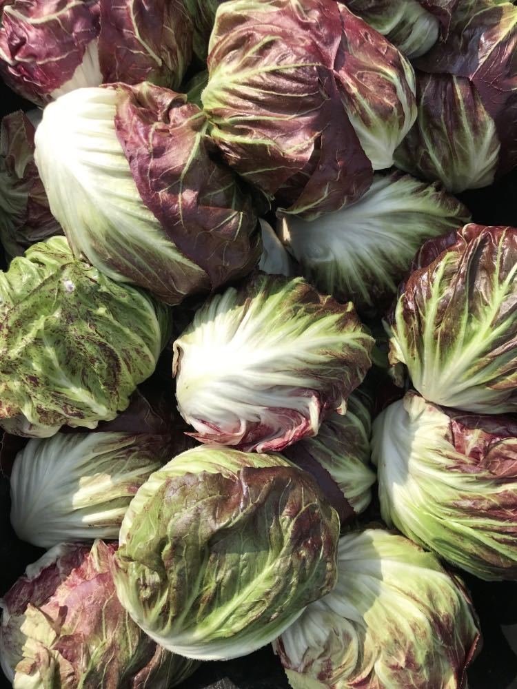 Radicchio - 1 unité