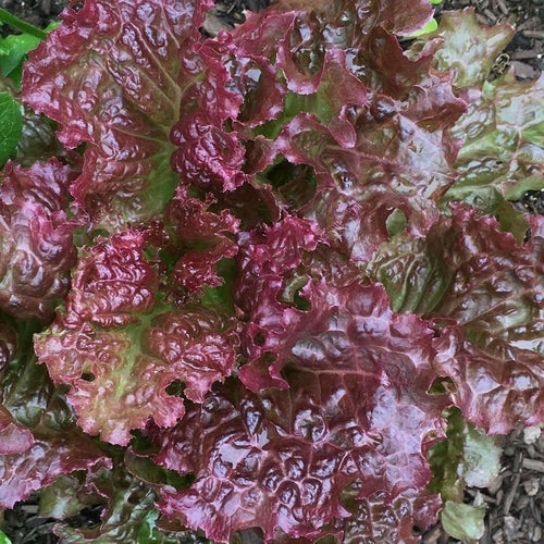 Laitue frisée rouge