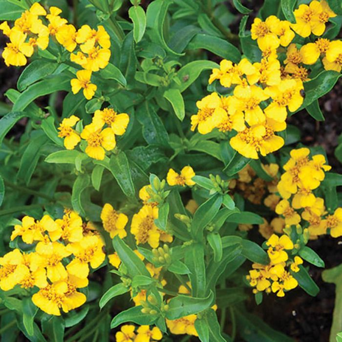 Estragon frais - 20g