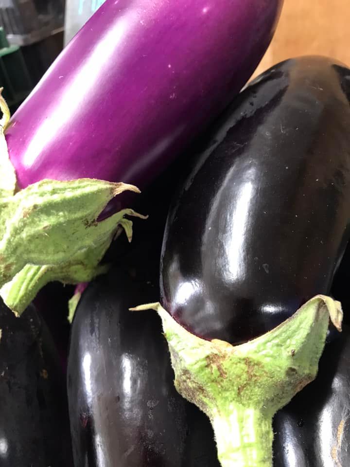 Aubergines de transformation - 5lbs