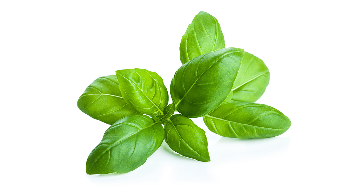 Basilic à pesto - sac de 300g