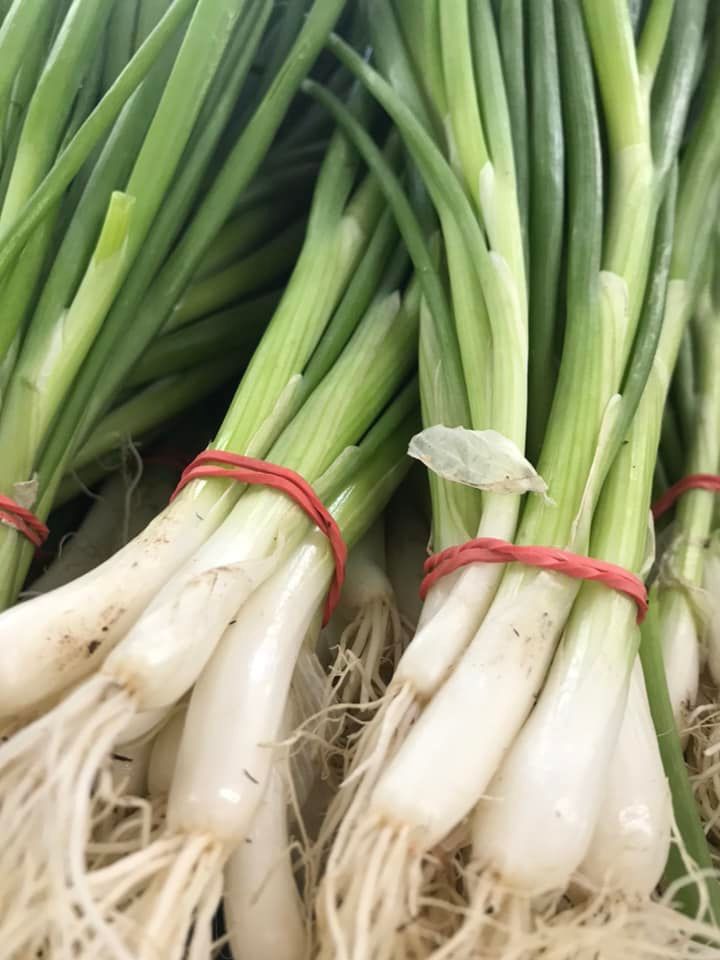 Oignons verts - 1 botte