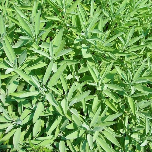 Bouquet de sauge fraîche - 20g