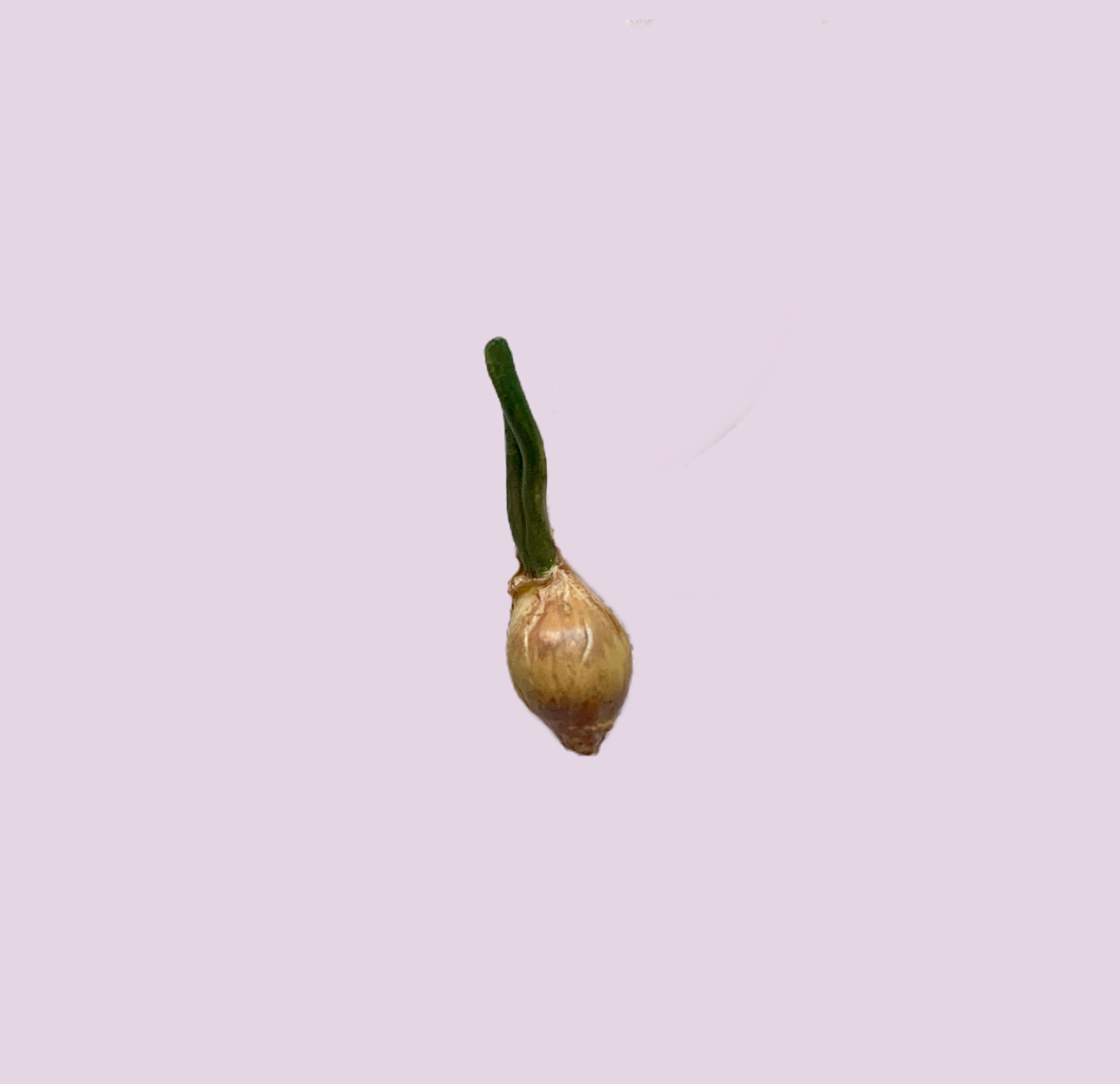 Clay Yellow Onion with Stem Charm