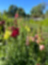 IMG_1091.jpeg