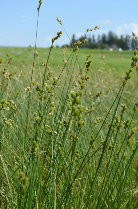Carex bicknellii – Copper-shouldered Oval Sedge