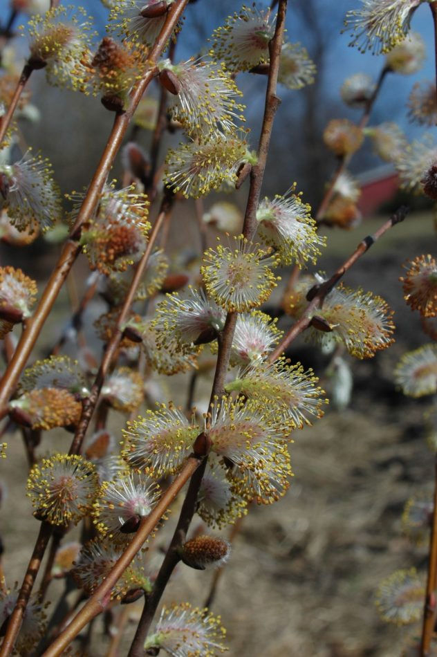 Prairie Willow - Salix humilis