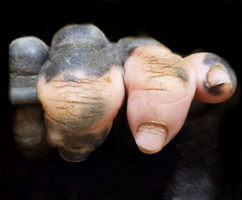 gorilla-hands-look-human-pink-pigmentation, brouhaha, maiani da silva violinist