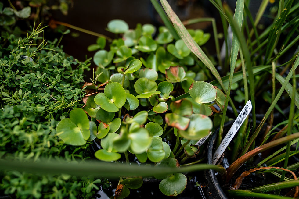 Thumbnail: Two Leaf Water Clover (Regnellidium Diphyllum)