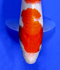 Koi Variety Guide