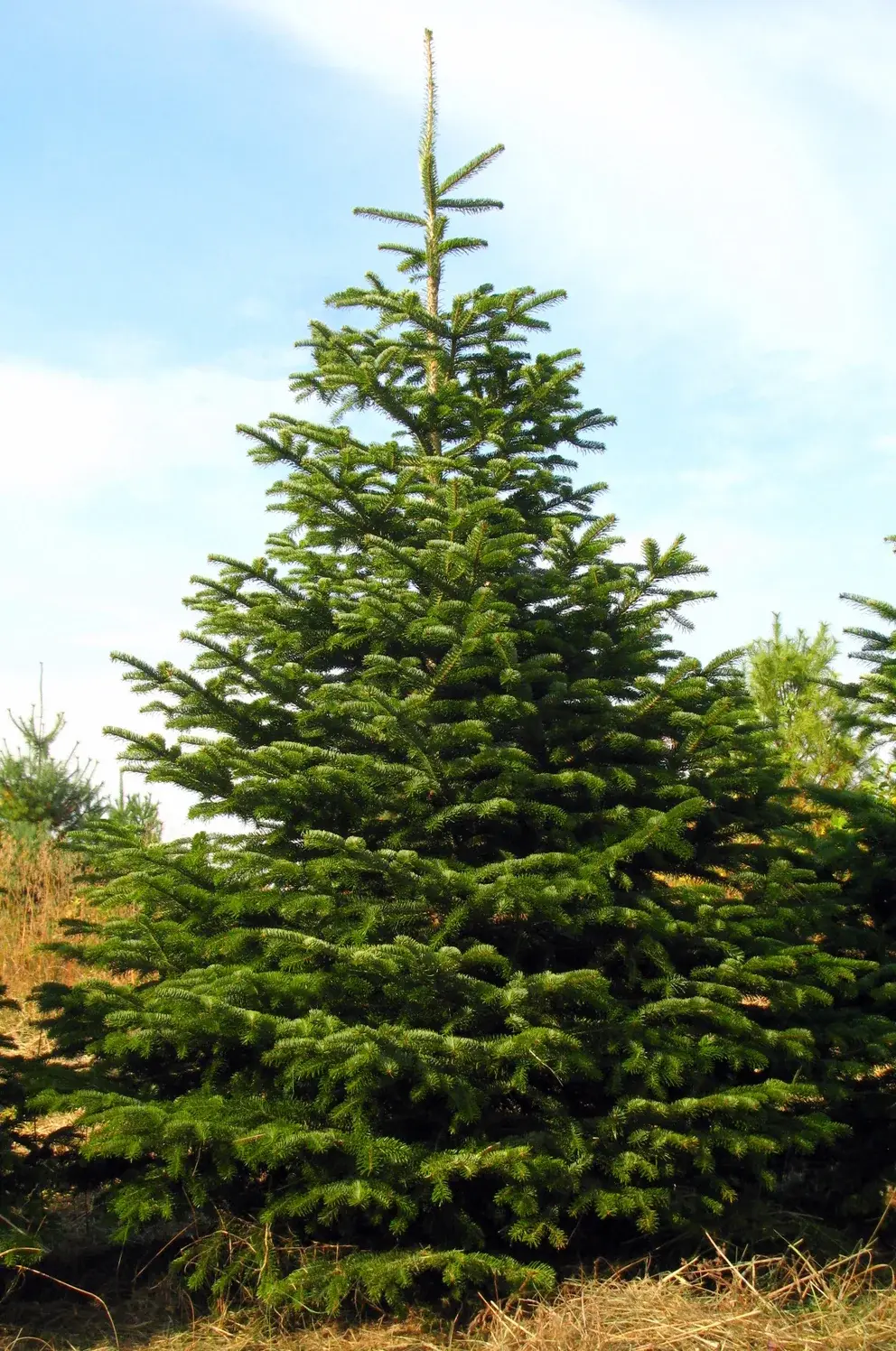 Nordmann Fir Christmas Tree