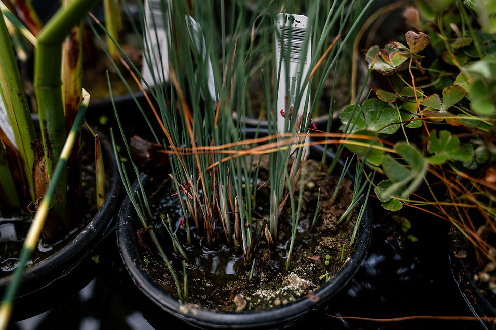 Thumbnail: Micro-miniature Cattail (Typha Minima Europa)