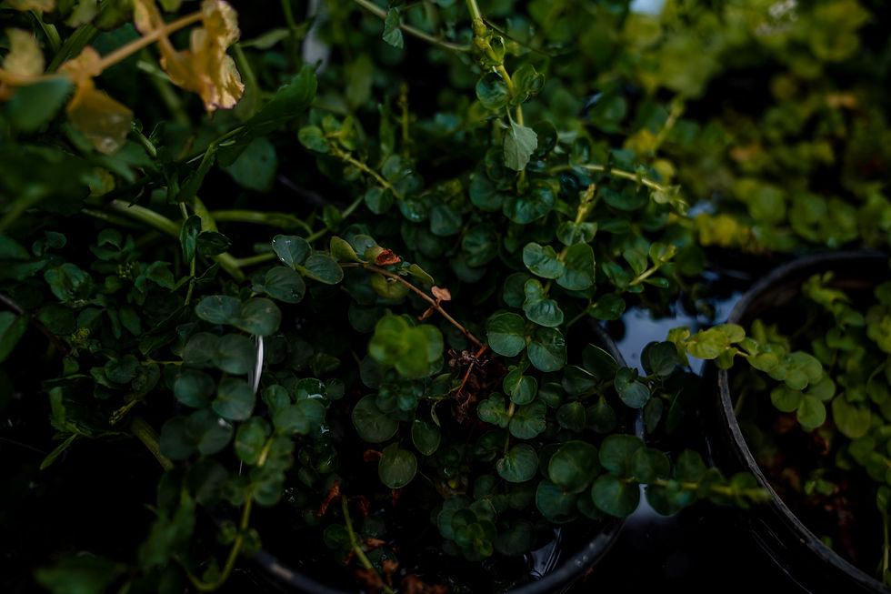 Thumbnail: Creeping Jenny (Lysmachia Nummilaria)