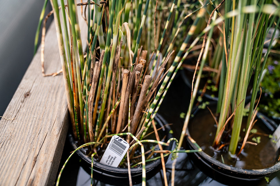 Thumbnail: Zebra Brush (Scirpus Zebrinus)
