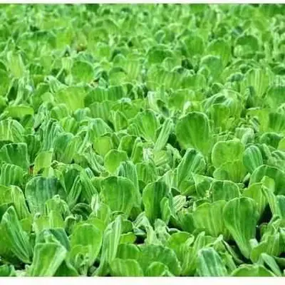 Thumbnail: Water Lettuce