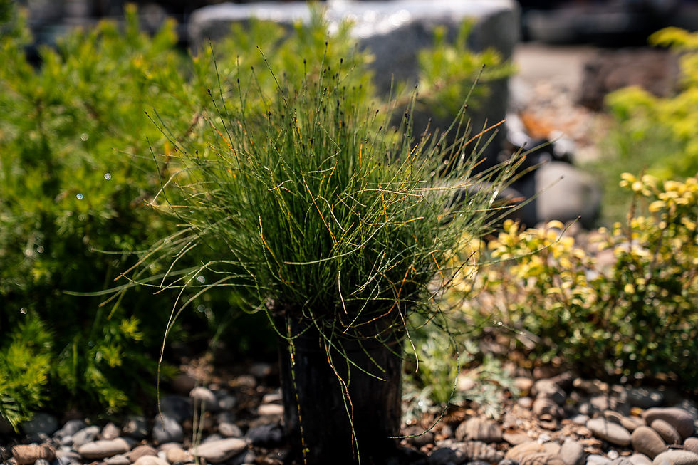 Thumbnail: Dwarf Horsetail (Equisetum Scirpoides)