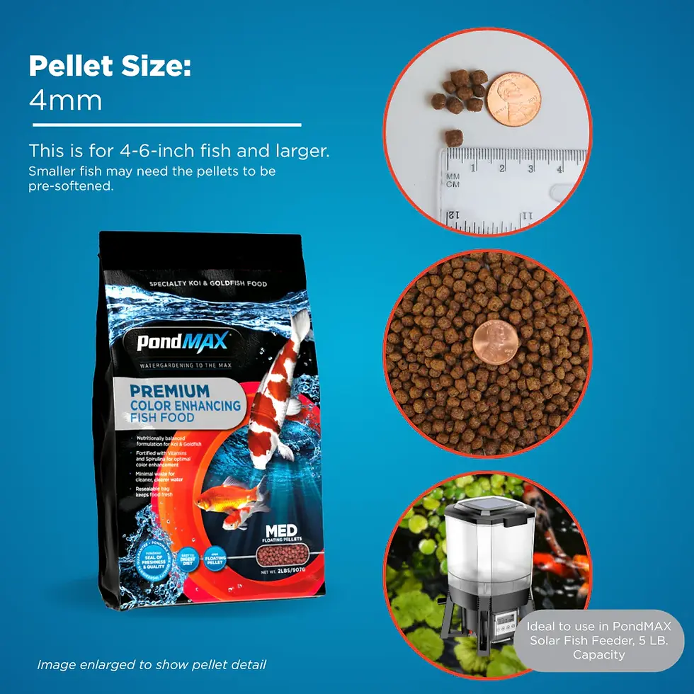 Thumbnail: PondMAX Premium Color Enhancing Fish Food