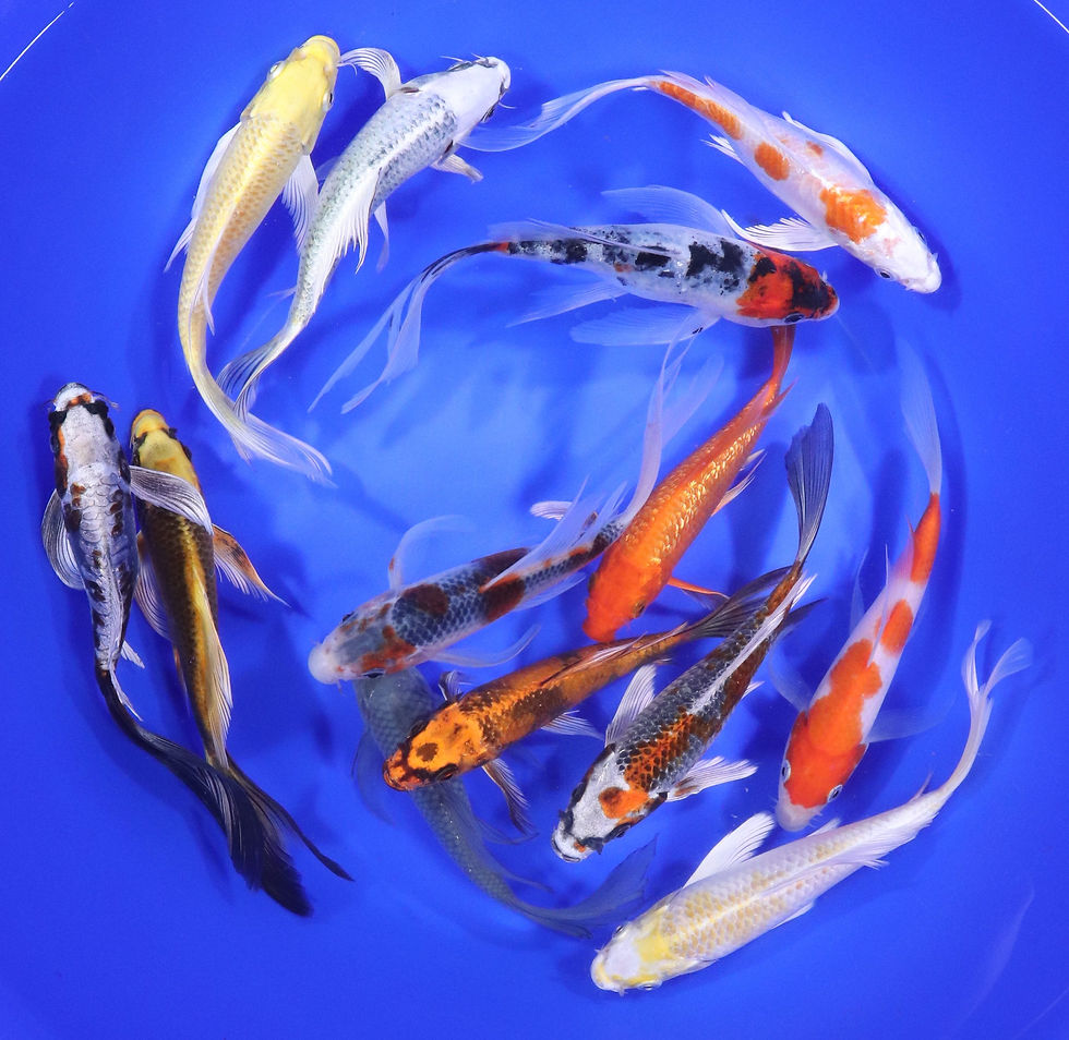 Thumbnail: Butterfly Koi 5-6" 