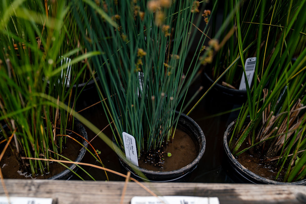 Thumbnail: Dwarf Blue Rush (Juncus Blue Dart)