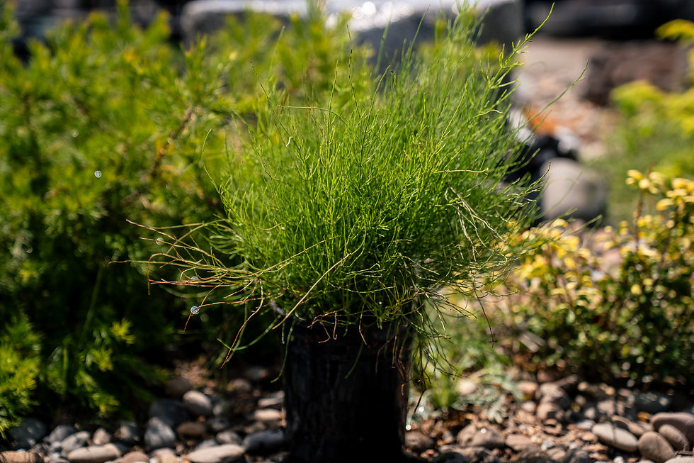 Thumbnail: Dwarf Ponytail (Equisetum Diffusum)