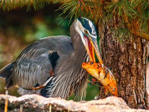 Blue Heron Catching A Koi Fish