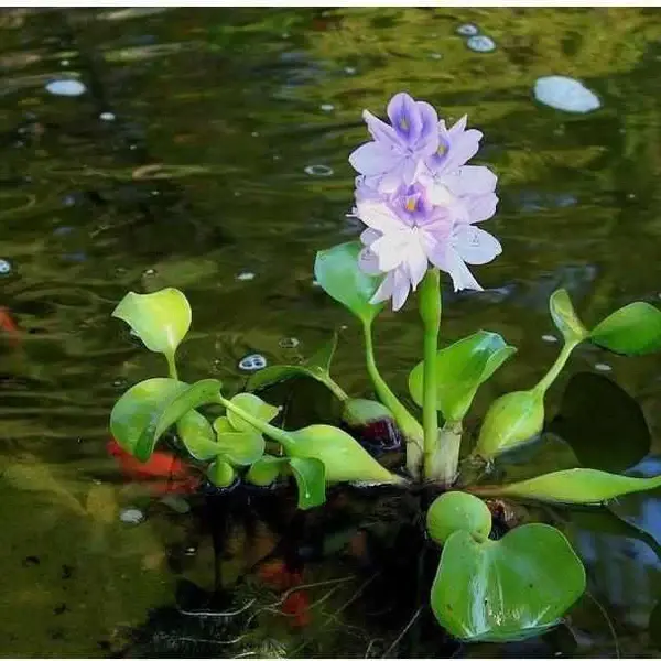 Water Hyacinth