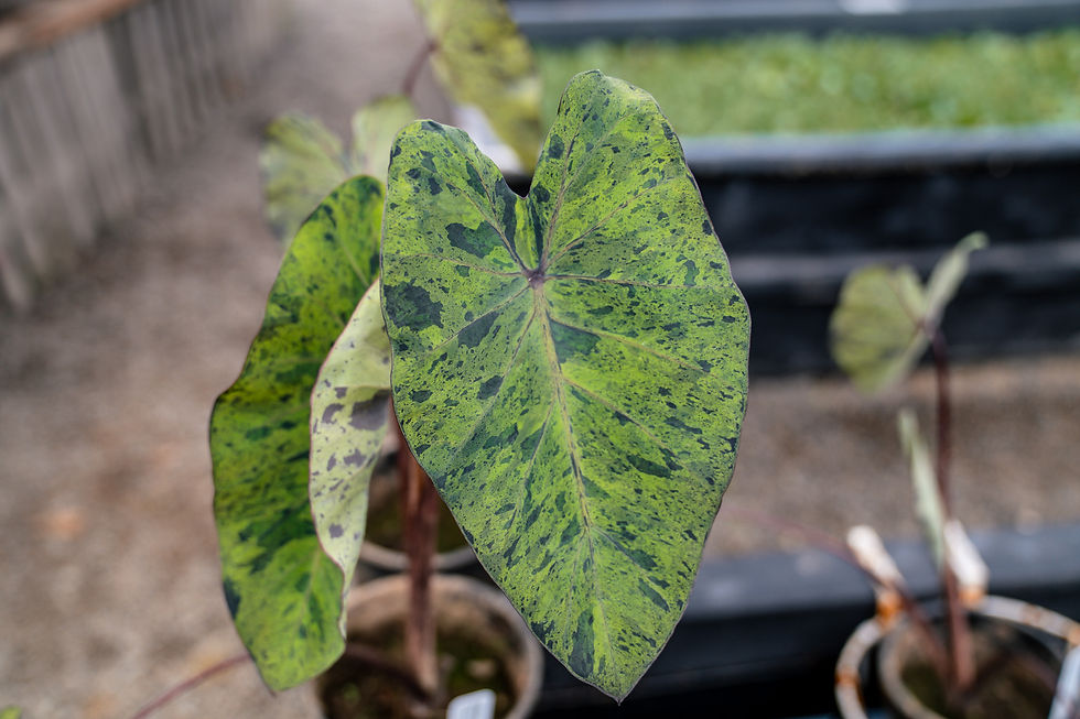 Thumbnail: Majito Taro (Colocasia Esculenta Mojito)