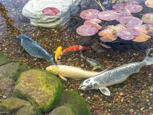 Why a Little Pond Algae Isn’t a Bad Thing.