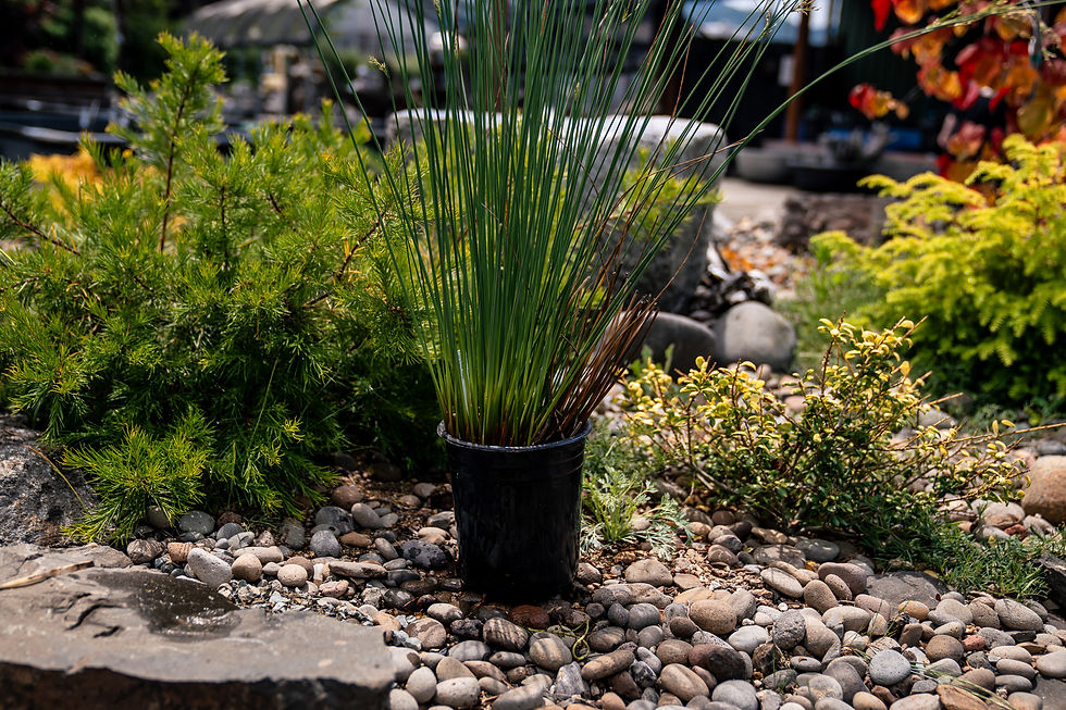 Thumbnail: Elk Blue Rush (Junus Patens)