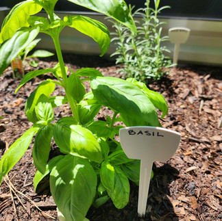 basil plant